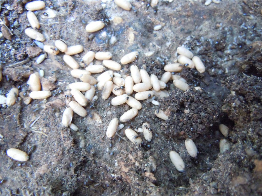 Nidi di Lasius sp con bozzoli di sessuati e operaie